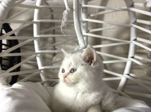 British Shorthair Ve Bluepoint Yavrular görsel