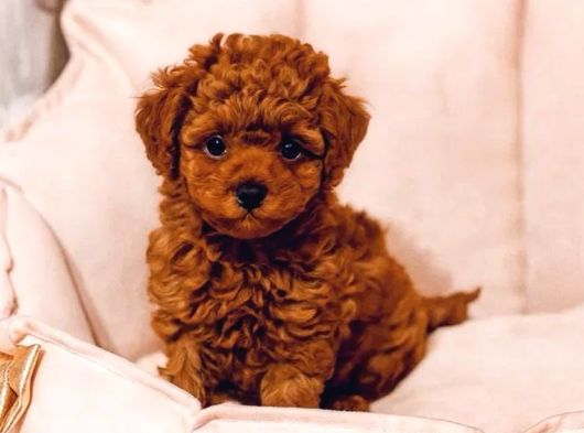 Boncuk Gözlü Toy Poodle Yavrular görsel