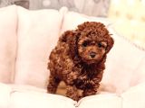 Boncuk gözlü toy poodle yavrular