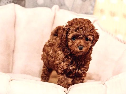 Boncuk Gözlü Toy Poodle Yavrular