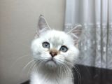 BRITISH SHORTHAIR VE BLUEPOINT YAVRULAR
