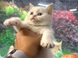 British Shorthair Ve Bluepoint Yavrular