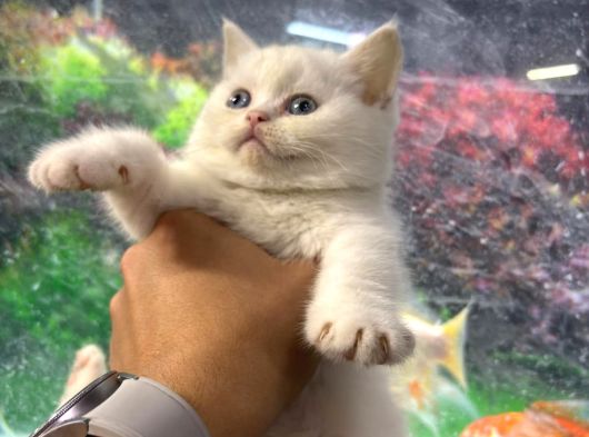 British Shorthair Ve Bluepoint Yavrular görsel