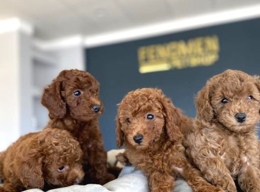 Tr Ni̇n En Güzel Toy Poodle Yavrulari Renk Renk Ankara görsel