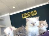 Mükemmel British Longhair Yavrular Renk Renk Ankara
