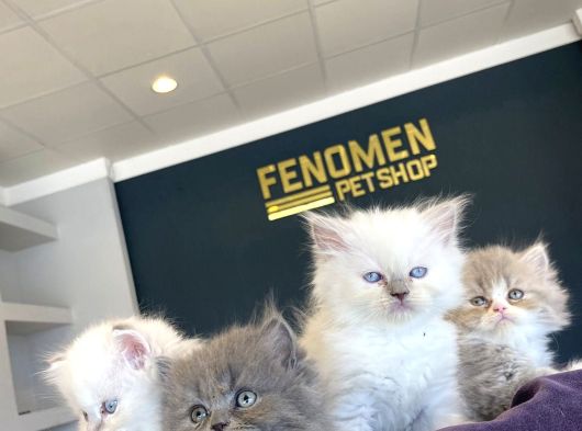 Mükemmel British Longhair Yavrular Renk Renk Ankara görsel