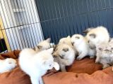 Top Kafa Scottish Fold Yavrulari Fenomen Pet Shop Ankara