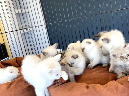 Top Kafa Scottish Fold Yavrulari Fenomen Pet Shop Ankara görsel