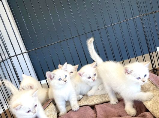 Kedi̇ci̇den Renk Renk British Shorthair Yavrulari Ankara görsel