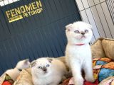 Top Kafa Scottish Fold Yavrulari Fenomen Pet Shop Ankara