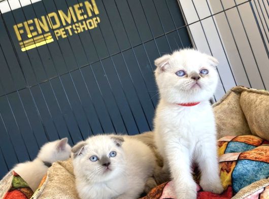 Top Kafa Scottish Fold Yavrulari Fenomen Pet Shop Ankara görsel