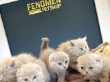 Kedi̇ci̇den Renk Renk British Shorthair Yavrulari Ankara