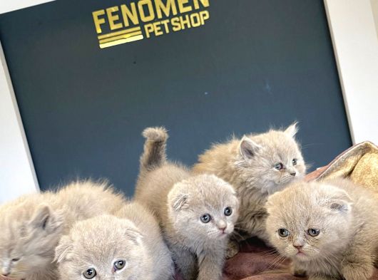 Kedi̇ci̇den Renk Renk British Shorthair Yavrulari Ankara görsel