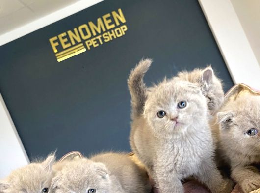 Top Kafa Scottish Fold Yavrulari Fenomen Pet Shop Ankara görsel