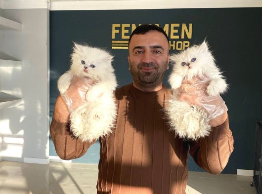 Kedi̇ci̇den Renk Renk British Shorthair Yavrulari Ankara görsel