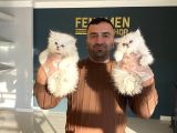 Mükemmel British Longhair Yavrular Renk Renk Ankara