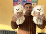 MÜKEMMEL BRITISH LONGHAIR YAVRULAR RENK RENK ANKARA