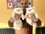 Top Kafa Scottish Fold Yavrulari Fenomen Pet Shop Ankara