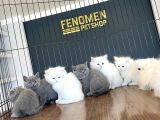 Kedi̇ci̇den Renk Renk British Shorthair Yavrulari Ankara