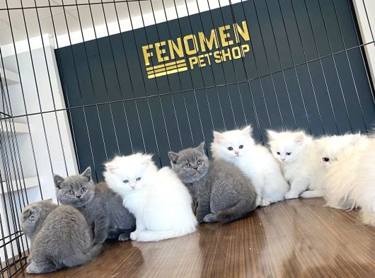Kedi̇ci̇den Renk Renk British Shorthair Yavrulari Ankara görsel