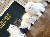 Kedi̇ci̇den Renk Renk British Shorthair Yavrulari Ankara