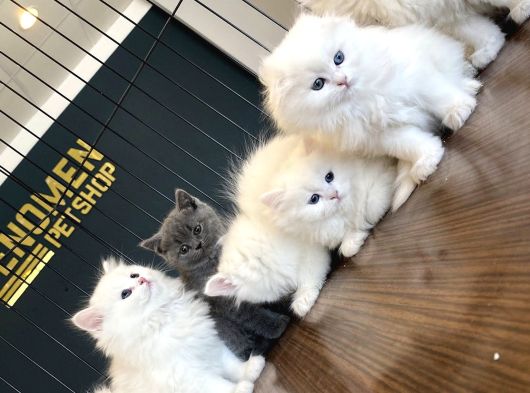 Kedi̇ci̇den Renk Renk British Shorthair Yavrulari Ankara görsel