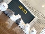 Mükemmel British Longhair Yavrular Renk Renk Ankara