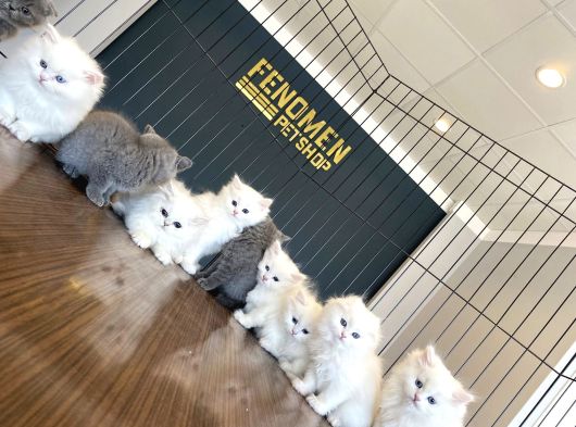 Mükemmel British Longhair Yavrular Renk Renk Ankara görsel