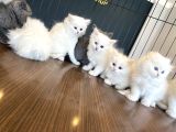 Kedi̇ci̇den Renk Renk British Shorthair Yavrulari Ankara