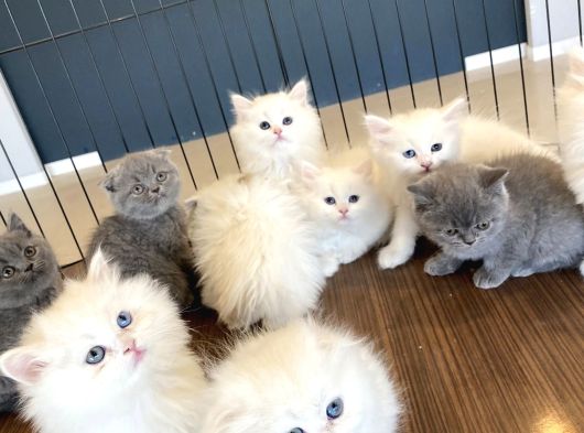 Mükemmel British Longhair Yavrular Renk Renk Ankara görsel