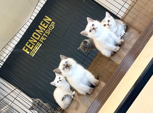 Mükemmel British Longhair Yavrular Renk Renk Ankara görsel