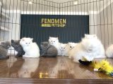 Mükemmel British Longhair Yavrular Renk Renk Ankara