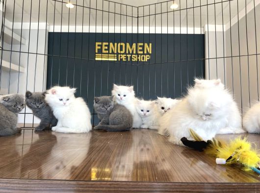 Mükemmel British Longhair Yavrular Renk Renk Ankara görsel