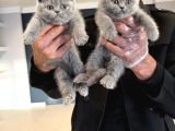 Kedi̇ci̇den Renk Renk British Shorthair Yavrulari Ankara