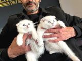 Top Kafa Scottish Fold Yavrulari Fenomen Pet Shop Ankara