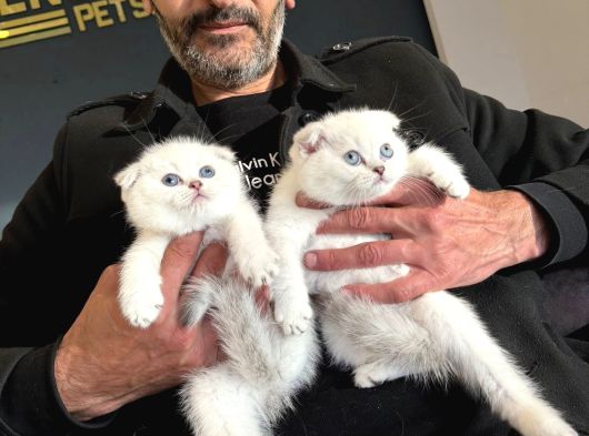 Top Kafa Scottish Fold Yavrulari Fenomen Pet Shop Ankara görsel