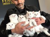 KEDİCİDEN RENK RENK BRITISH SHORTHAIR YAVRULARI ANKARA