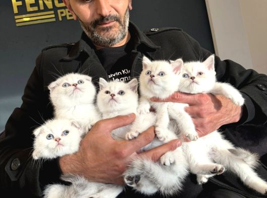 Kedi̇ci̇den Renk Renk British Shorthair Yavrulari Ankara