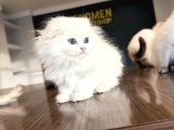 Top Kafa Scottish Fold Yavrulari Fenomen Pet Shop Ankara