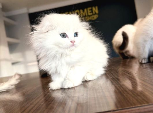 Top Kafa Scottish Fold Yavrulari Fenomen Pet Shop Ankara görsel