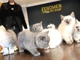 Kedi̇ci̇den Renk Renk British Shorthair Yavrulari Ankara