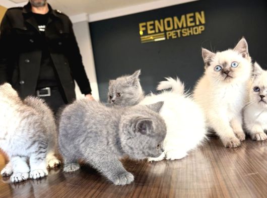 Kedi̇ci̇den Renk Renk British Shorthair Yavrulari Ankara görsel