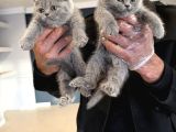 Kedi̇ci̇den Renk Renk British Shorthair Yavrulari Ankara