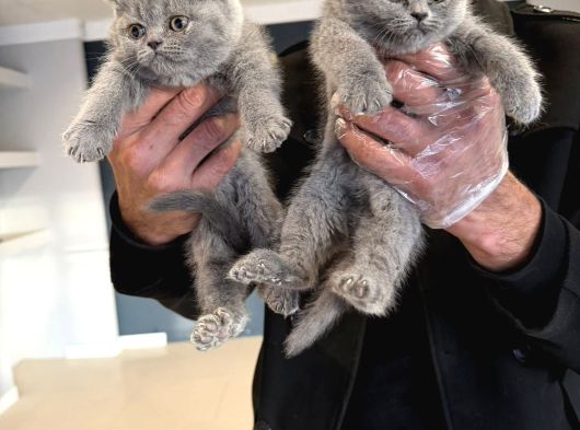 Kedi̇ci̇den Renk Renk British Shorthair Yavrulari Ankara görsel