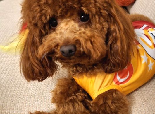 Köpeğimize Dişi  Eş Arıyoruz görsel