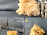 İran Persian