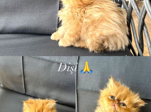 İran Persian görsel