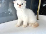 Kıvrık Kulaklı Sevimlilik