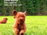 Red Brown Toy Poodle Yavruları İstanbul