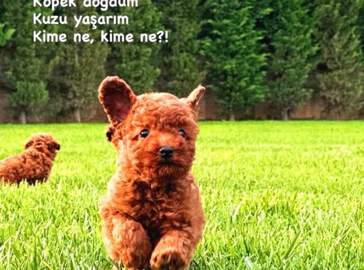 Red Brown Toy Poodle Yavruları İstanbul